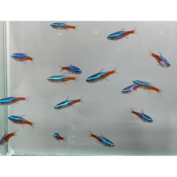 ネオンテトラ餌 検索ランキング注目度順 ネオンテトラ餌 ペット ペットグッズ