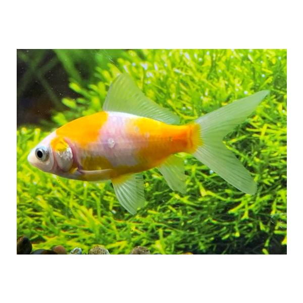 金魚】荻野養魚場 黄桜 SM 1匹【生体】 : アクアペットサービス 金魚】荻野養魚場 黄桜 SM 1匹【生体】 : アクアペットサービス
