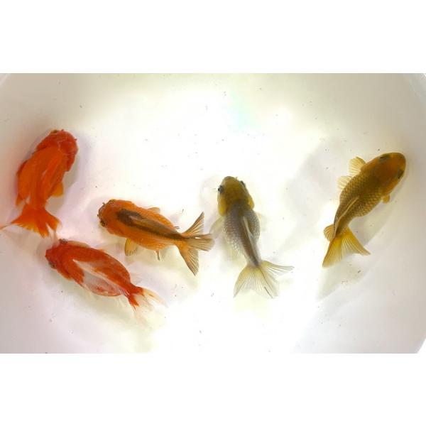 金魚】薩摩産 オランダ ショートテール M MIX 1匹[生体 金魚】薩摩産 オランダ ショートテール M MIX 1匹[生体