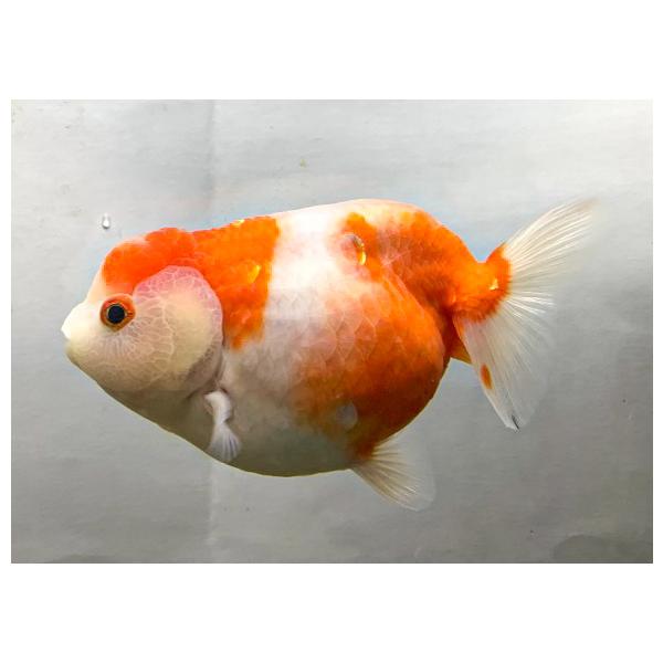 即納 最大半額 7 8ｃｍ 1匹 生体 金魚 桜錦 熱帯魚 アクアリウム
