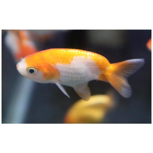 金魚 更紗らんちゅう 生体 : アクアペットサービス ヤフー店