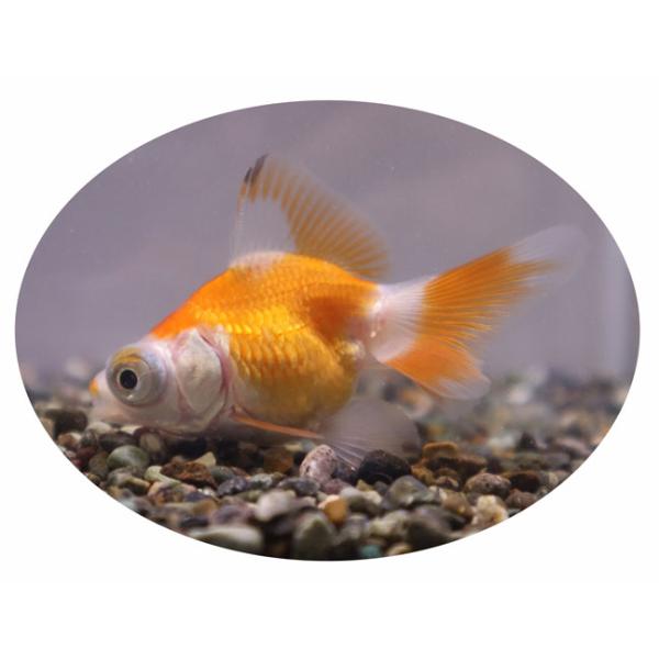 金魚アイテム各種 金魚王子】変わり柄水泡眼 6.5±1cm前後 (個体番号：cde414) 金魚