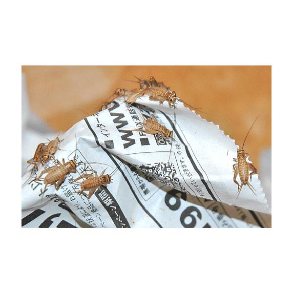 サイズ：1匹　約10〜15mm前後もっともポピュラーな餌用昆虫で栄養満点!!中小型トカゲ・ヤモリ・カエル・有尾類など虫食性種全般の主食として最適です。フタホシコオロギに比べ、丈夫で保管しやすいです。跳躍力はすごいので逃げられないようにして下...