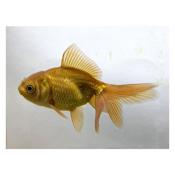 金魚 中国産 茶金 SM 1匹 生体 : アクアペットサービス ヤフー店