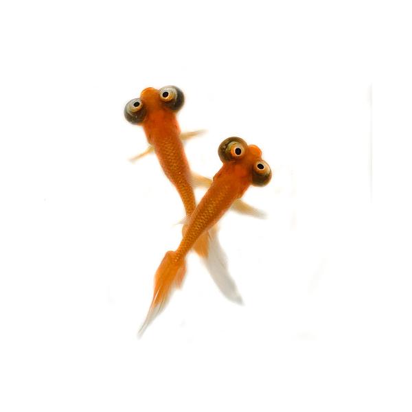 頂天眼 大きさ4 5ｃｍ ヒレクセ有 Buyee 日本代购平台 产品购物网站大全 Buyee一站式代购 Bot Online