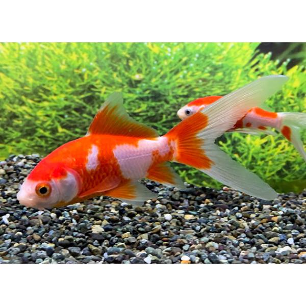 専用ページ☆普通の金魚さま 金魚 国産 江戸川産 コメット SMサイズ 1匹 生体 : アクアペット