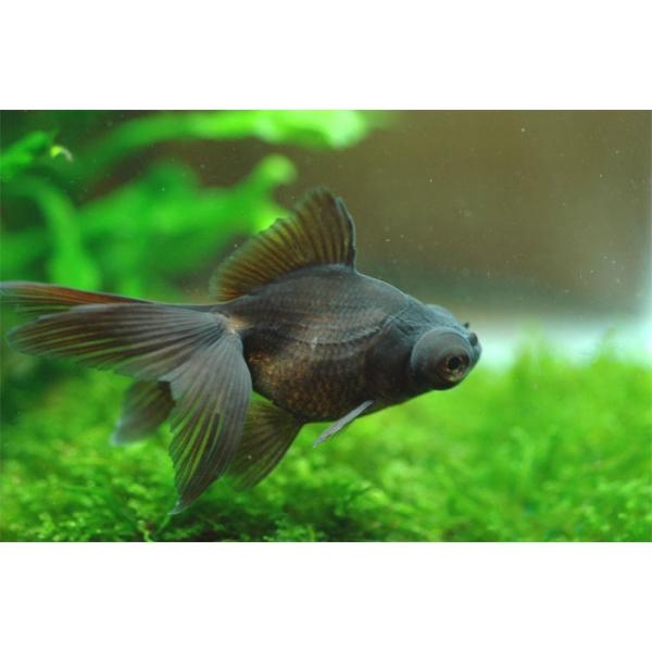 金魚の金属彫刻 2点セット 金魚の金属彫刻 2点セット 71Seed++f3L._AC_SY200_QL15_.jpg