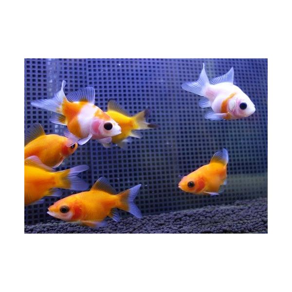 国産 福だるま金魚 体長 3ｃｍ 19年2月7日入荷 Buyee Buyee Japanese Proxy Service Buy From Japan Bot Online