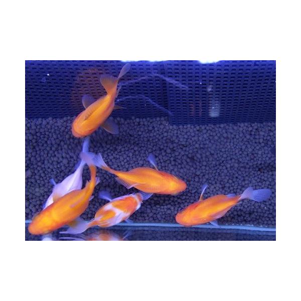 国産 福だるま金魚 体長 3ｃｍ 19年2月7日入荷 Buyee Buyee Japanese Proxy Service Buy From Japan Bot Online