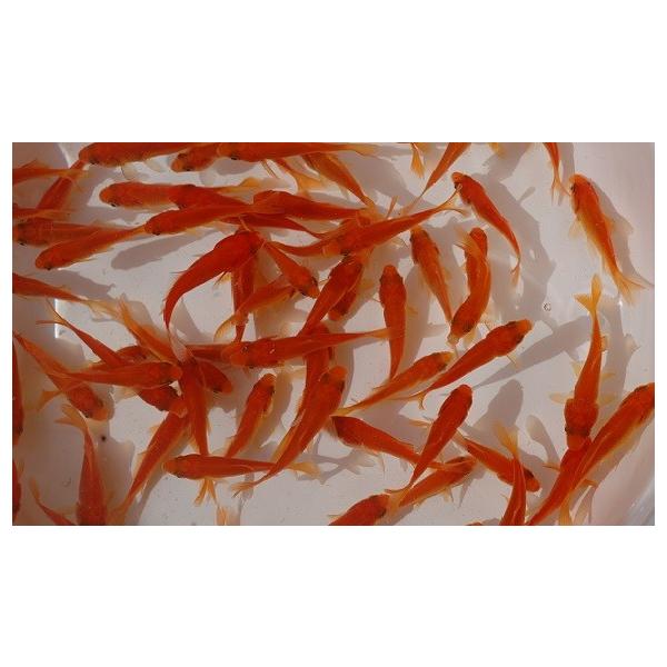 金魚 エサ用金魚 小赤（3〜4cm）100匹 ※沖縄県、離島は発送不可