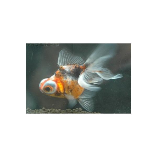 キャリコ出目金 三色出目金 約5cm 19年4月12日入荷 只今 3980円以上で送料無料 4 6 10時まで Buyee Buyee 提供一站式最全面最專業現地yahoo Japan拍賣代bid代拍代購服務