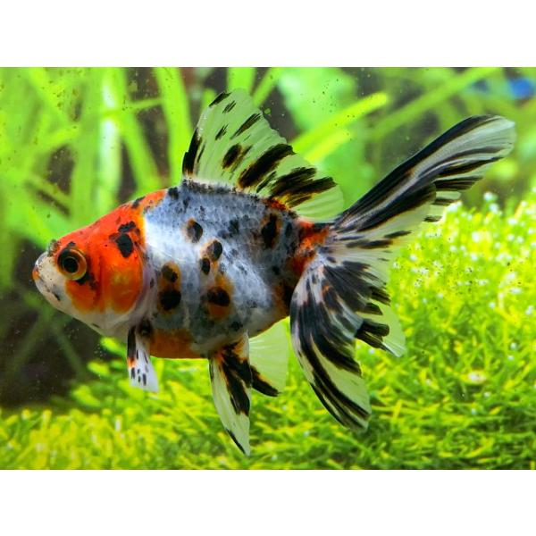 金魚】平賀養魚場 キャリコ琉金 M 1匹【生体】 : アクアペット