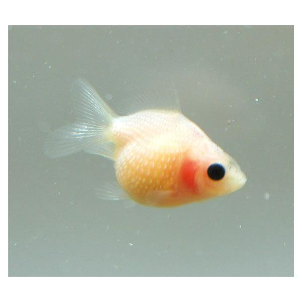 国産 お尻フリフリ白ピンポンパール M 約3cm 19年7月13日入荷 3980円以上で送料無料 5 11 10時まで Buyee 日本代购平台 产品购物网站大全 Buyee一站式代购 Bot Online