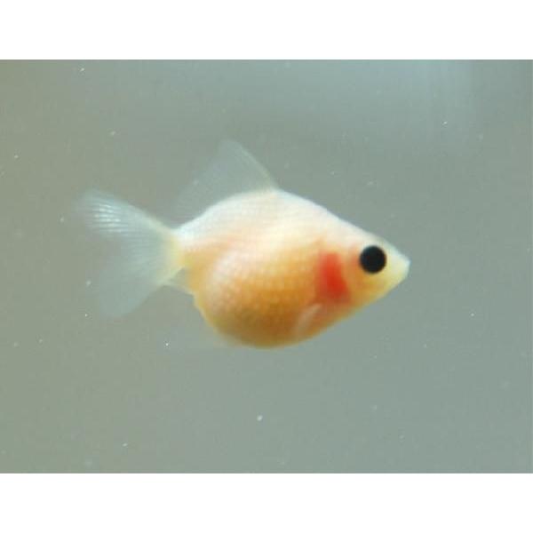 国産 お尻フリフリ白ピンポンパール M 約3cm 19年7月13日入荷 3980円以上で送料無料 5 11 10時まで Buyee 日本代购平台 产品购物网站大全 Buyee一站式代购 Bot Online