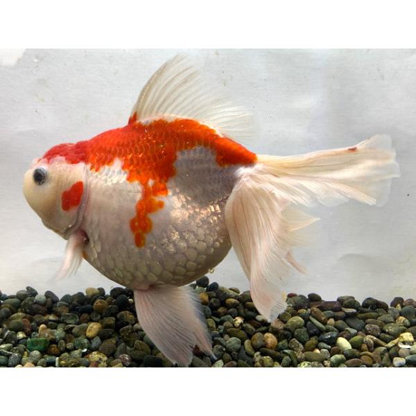 京都の紅葉と泳ぐ金魚　レジン　ジオラマ 京都の紅葉と泳ぐ金魚 ジオラマ