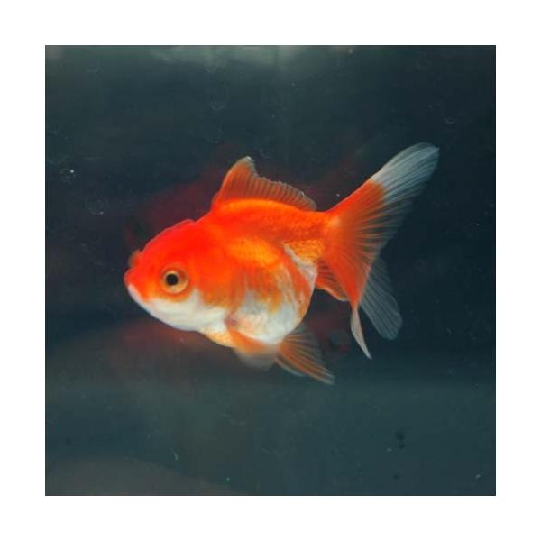 金魚 バルーンオランダ 更紗 約5ｃｍ 年1月18日入荷 只今 3980円以上で送料無料 4 6 10時まで Buyee Buyee 提供一站式最全面最專業現地yahoo Japan拍賣代bid代拍代購服務 Bot Online