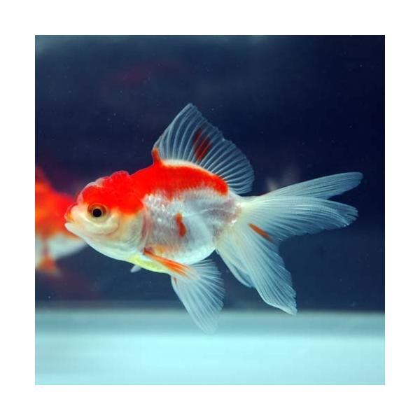 金魚 バルーンオランダ 更紗 約5ｃｍ 年1月18日入荷 Buyee Buyee 日本の通販商品 オークションの代理入札 代理購入