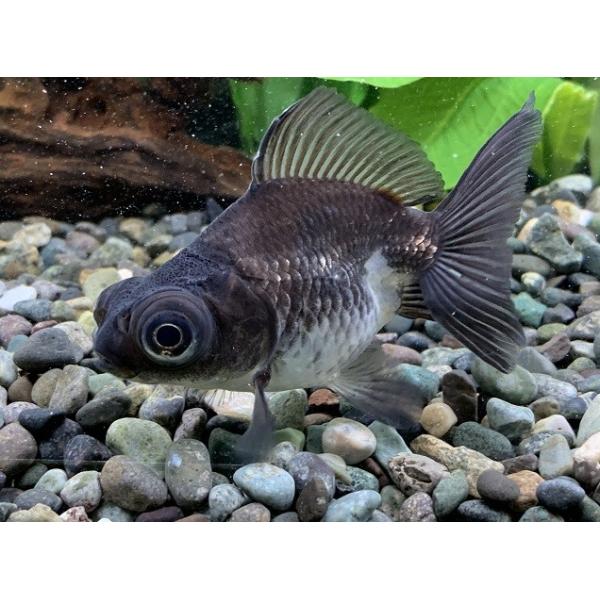 金魚 パンダ出目金 サイズ 約6 7cm 年2月22日入荷 生体 Buyee Buyee Japanese Proxy Service Buy From Japan Bot Online