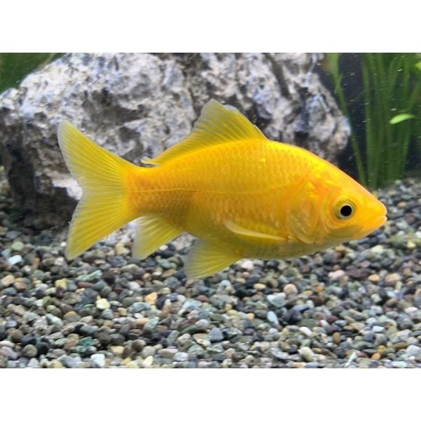 22匹金魚たち 金魚 江戸川産 イエローコメット 短尾 1匹 生体 : アクアペット