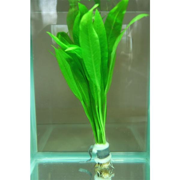 熱帯魚水槽などで水草と言えばこの「アマゾン」がお馴染みです。水槽の水温も範囲が広く飼育ができ（18度〜28度ほど）二酸化炭素（CO2）や光量もさほど気にせず飼育できます。春〜秋にかけては金魚水槽やメダカ水槽にも植えることができます。冬は温度...