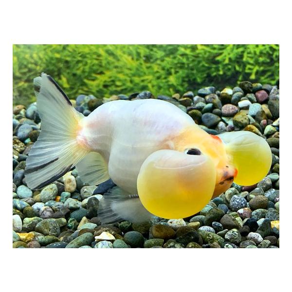 深見養魚場水泡眼sm 只今 3980円以上で送料無料 4 6 10時まで Buyee 日本代购平台 产品购物网站大全 Buyee一站式代购bot Online