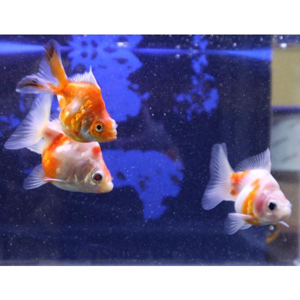 金魚 だるま琉金 更紗 大きさ 4cm 19年6月25日入荷 生体 Sc D Ryu Sara アクアペットサービス ヤフー店 通販 Yahoo ショッピング
