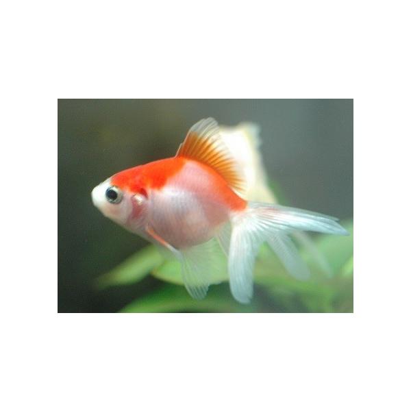 aquapet_sc-momizi-ryu-16-5 aquapet_sc-momizi-ryu-16-5