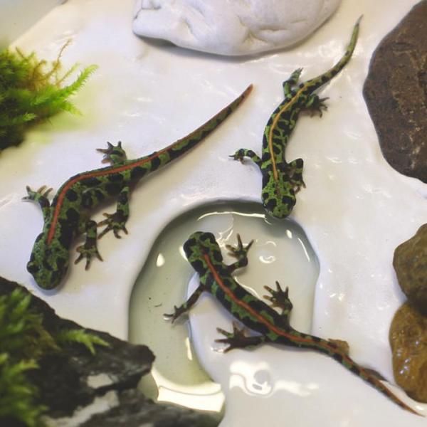 温度：15〜28℃高温に弱いので、飼育温度は低めにし、夏場でも28℃以上にならないようにします。斑模様が奇麗で特微的な体色をもつイモリです。背中には、オレンジ色のラインと淡い緑と黒いまだら模様の条線が走る。当店では、ヨーロッパイエコオロギS...