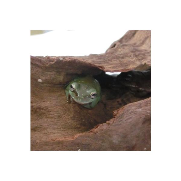 体色が薄緑色から褐色まで変色させています。背面には白い斑点が入ることもあるとの事。指趾の先には吸盤が発達している。イエアメガエルは樹上でも地上でも生活する半樹上性のカエルです。半樹上性なので、高さのあるケージを使用します。床材、水入れ、流木...