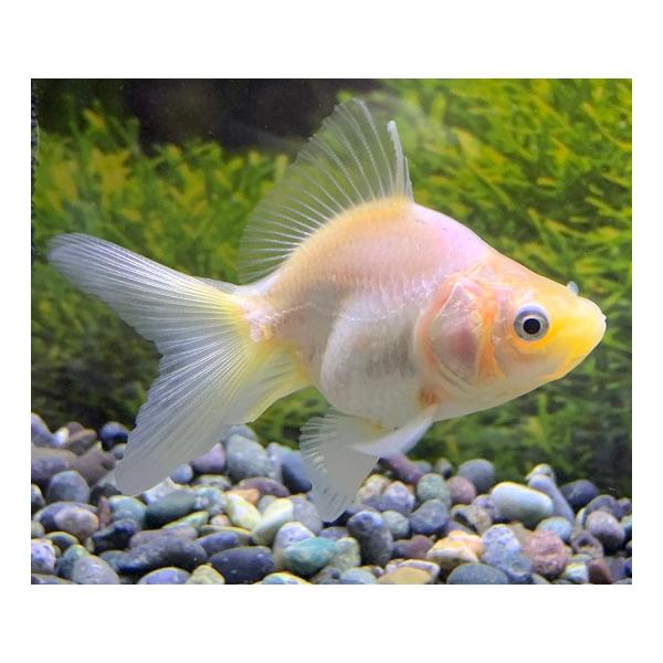 aquapet_siro-ryukin-m