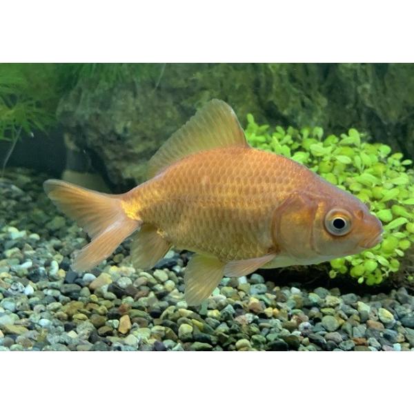 金魚ページ テトラ 静かな金魚飼育セット SF-17GF｜観賞魚・水生生物関連