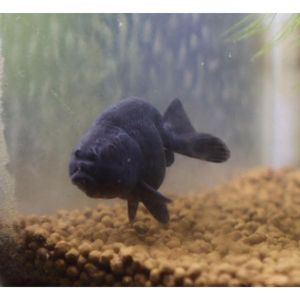 金魚　タイ産　真っ黒らんちゅう　SM　1匹　生体