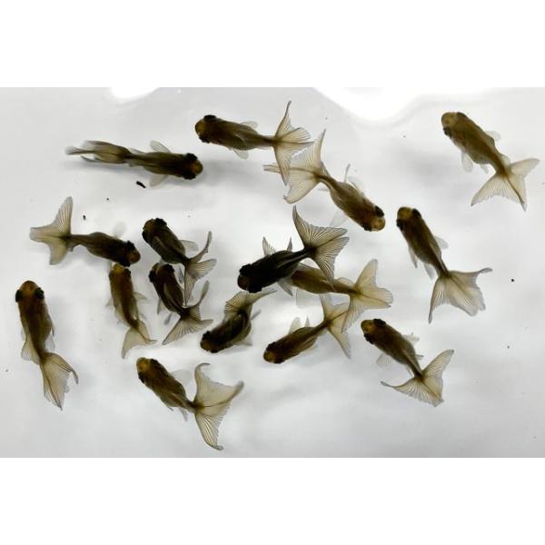 金魚 国産 青蝶尾 青仔 当才 1匹 生体 : アクアペットサービス