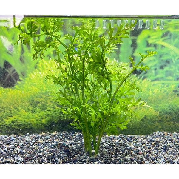 水草 ウォータースプライトの人気商品 通販 価格比較 価格 Com