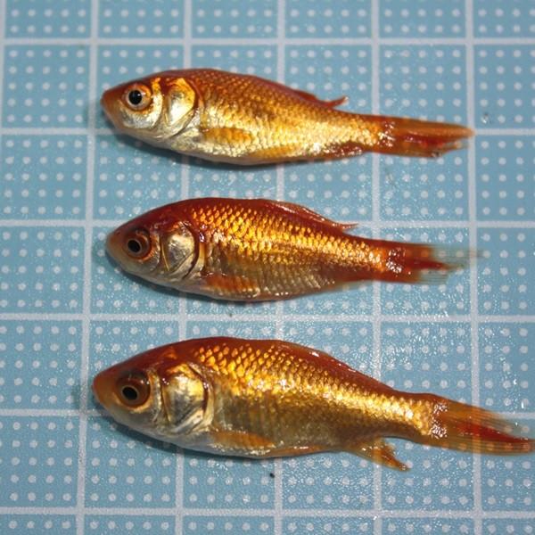 えさ用金魚 小赤 50匹 (エサ金魚・メダカ・生餌) /【Buyee】 えさ用金魚 小赤 50匹 (エサ金魚・メダカ・生餌) /【Buyee】