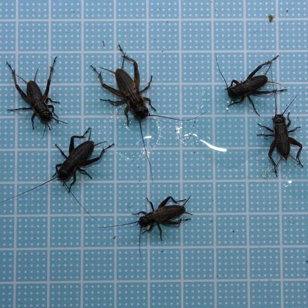 えさ用フタホシコオロギ ｍサイズ 5０匹 トカゲ ヤモリ カエル 生餌 Buyee Buyee 日本の通販商品 オークションの代理入札 代理購入