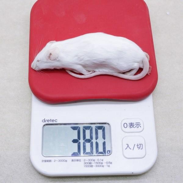 クール便代込み国産アダルトマウス Xｌサイズ １０匹 安い冷凍マウス ヘビ トカゲ用餌 国産 通販限界 特価 最安値 Buyee Buyee 日本の通販商品 オークションの代理入札 代理購入