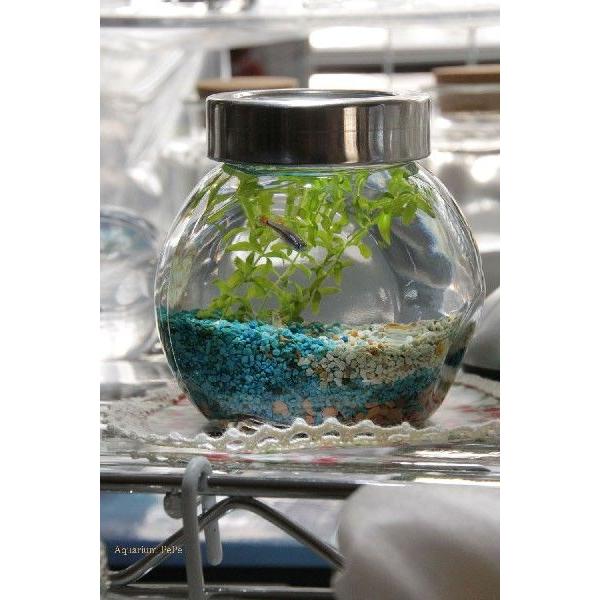 ボトルアクアリウム 浜辺 Hamabe Mini 0003 アクアリウムpepe 通販 Yahoo ショッピング