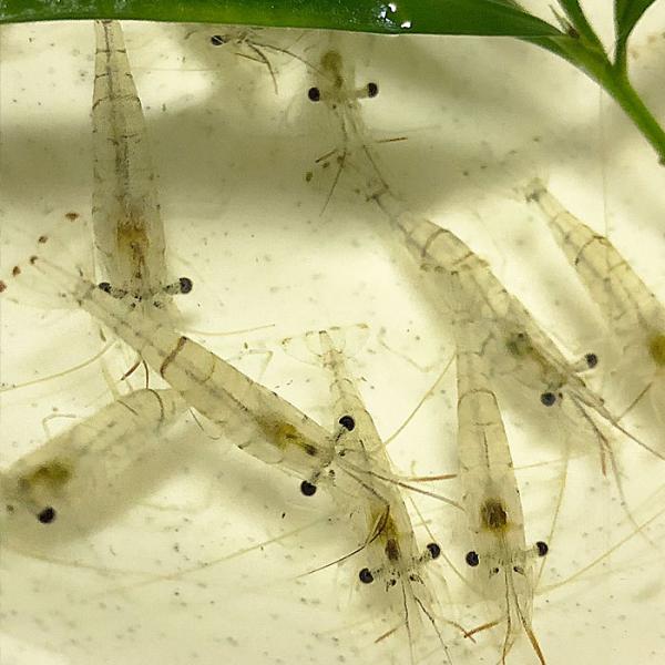 スジエビ10匹 エビ 飼育用・餌用 【水槽内でも殖える！】 : アクア 