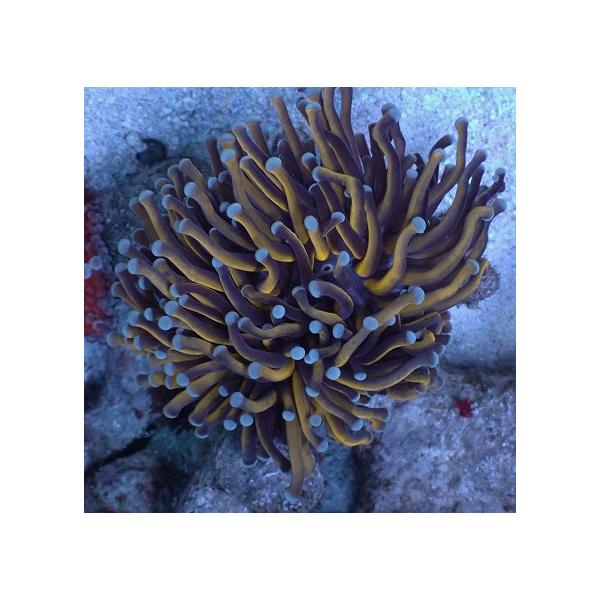 マルチゴールド 激レア ハードコーラル多数出品 アクアショップ蒼空 ツツマルハナサンゴ Mussgo Com Co