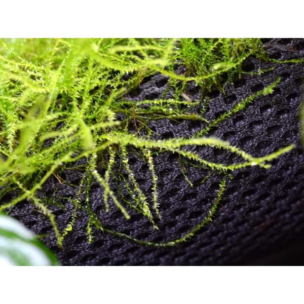 aquatailors_185000158000_2