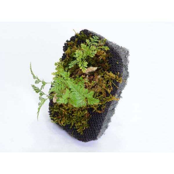 aquatailors_185000158000_3