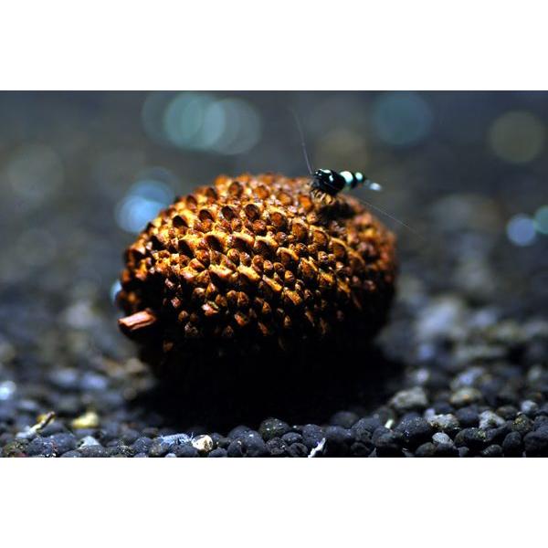 メーカー：Aqua Tailors アクアテイラーズ松ボックリ（松笠）のような小さな木の実です。実から出るタンニン酸が水質を弱酸性に傾けていくので、色揚げ効果、水質の悪化の予防などに効果があります。また、タンニン酸の成分により水が若干ブラッ...