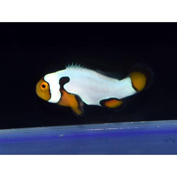 海外産ブリード ブラックピカソクラウンno 14 個体販売 Mc0168 アクアテイラーズヤフー店 通販 Yahoo ショッピング