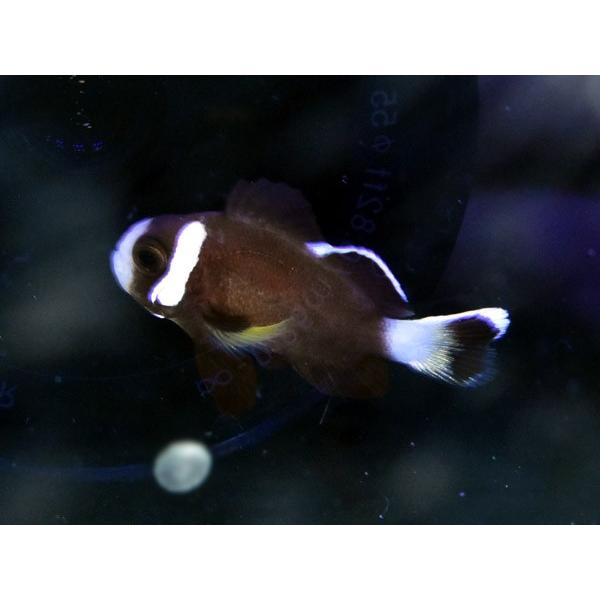 海外産ブリード マックローキーズクラウンno 01 個体販売 Mc0178 アクアテイラーズヤフー店 通販 Yahoo ショッピング