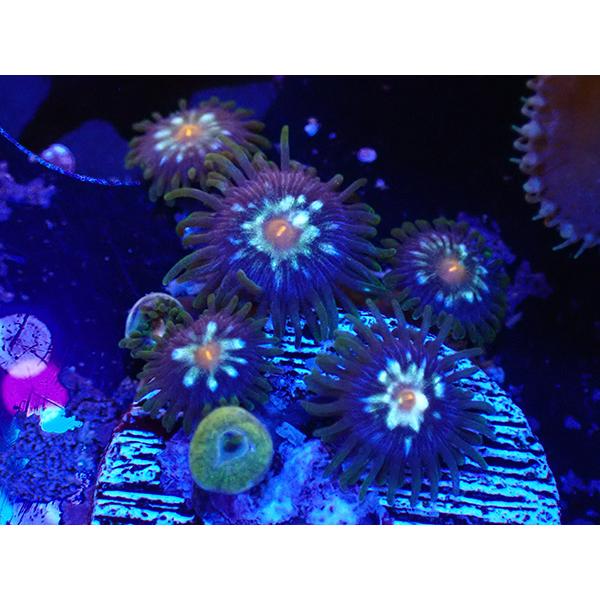 オ*レ様 stargazer 観賞用 US Zoa StarGazer : アクアテイラーズヤフー店 - 通販 - Yahoo