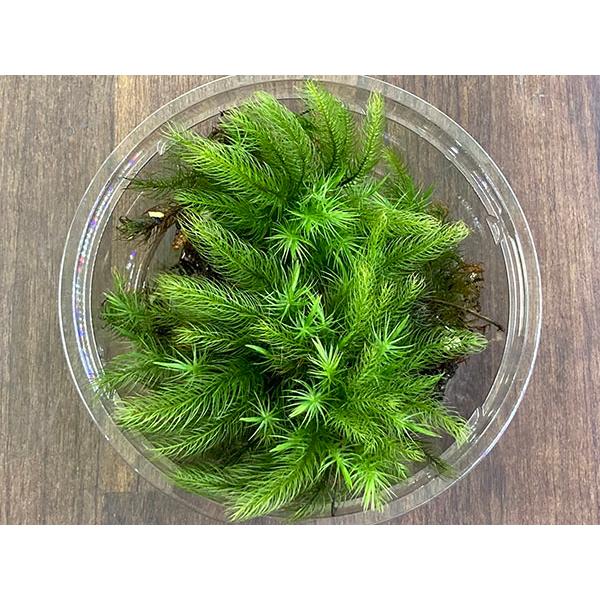 こちらの商品は「生体」です。送料と別途に生体梱包料500円を頂戴しております。必ずご購入前にお支払いについて内の「手数料について」および返品、交換、保証について内の「商品の保証について」をご確認の上、ご注文ください。