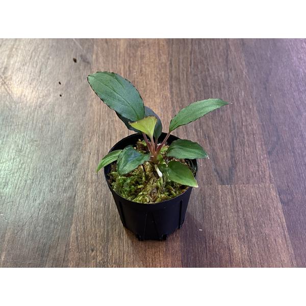 Homalomena sp. Mahakam Hulu : アクアテイラーズヤフー店 - 通販