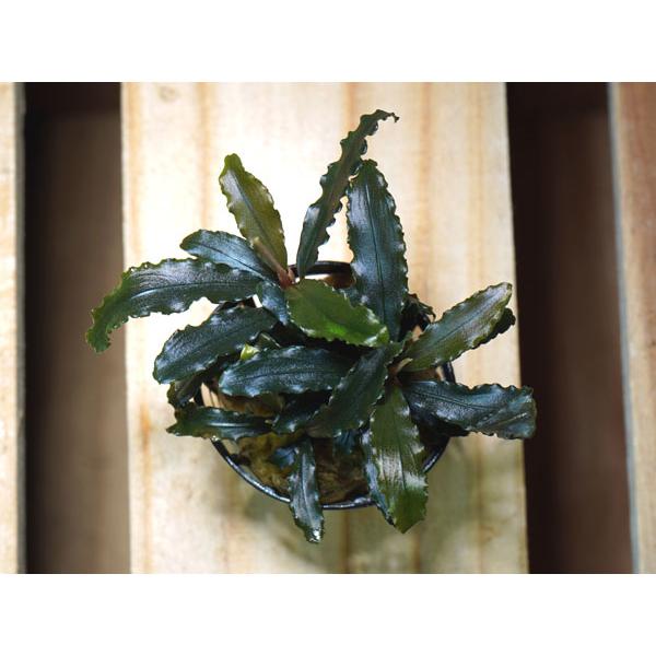 こちらの商品は「生体」です。送料と別途に生体梱包料500円を頂戴しております。必ずご購入前にお支払いについて内の「手数料について」および返品、交換、保証について内の「商品の保証について」をご確認の上、ご注文ください。