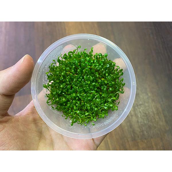 こちらの商品は「生体」です。送料と別途に生体梱包料500円を頂戴しております。必ずご購入前にお支払いについて内の「手数料について」および返品、交換、保証について内の「商品の保証について」をご確認の上、ご注文ください。